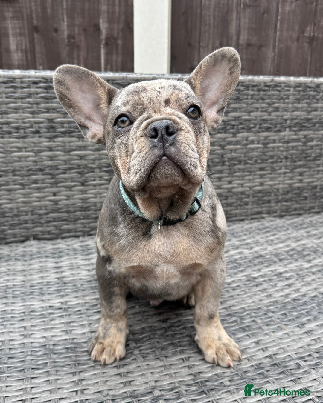 French Bulldog dogs for sale: French Bulldog Puppies with 3 Vaccines Included in Walton-on-Thames - Image 13