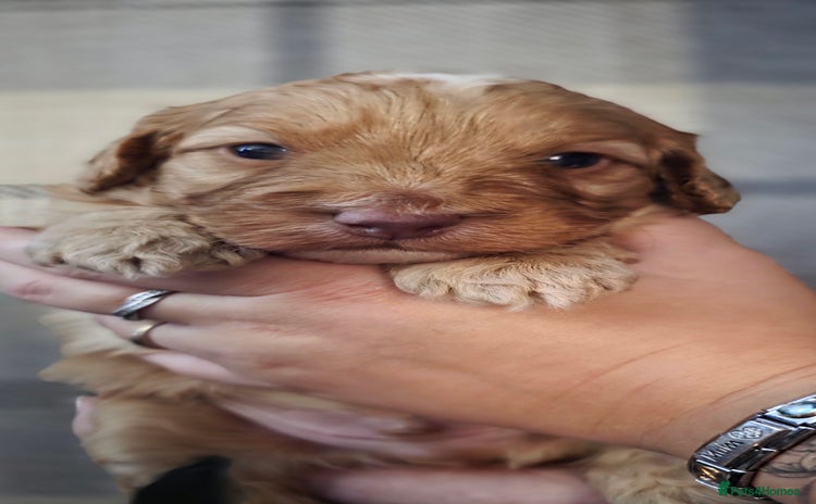 Cockapoo dogs - Advert 3