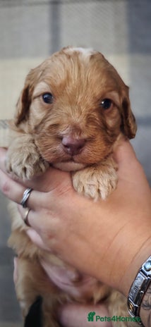 Cockapoo dogs - Advert 3