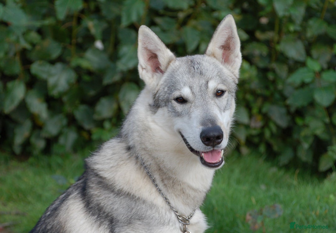 German Shepherd dogs for sale: RARE TAMASKAN PUPS. EMBARK PEDIGREE AND REGISTERED - Image 7