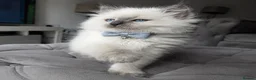 Siberian cats for sale: GCCF neva Champion bloodlines siberians - Advert 18