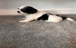 Shih Tzu dogs for sale: 5 gorgeous Shih Tzu puppies - Image 11