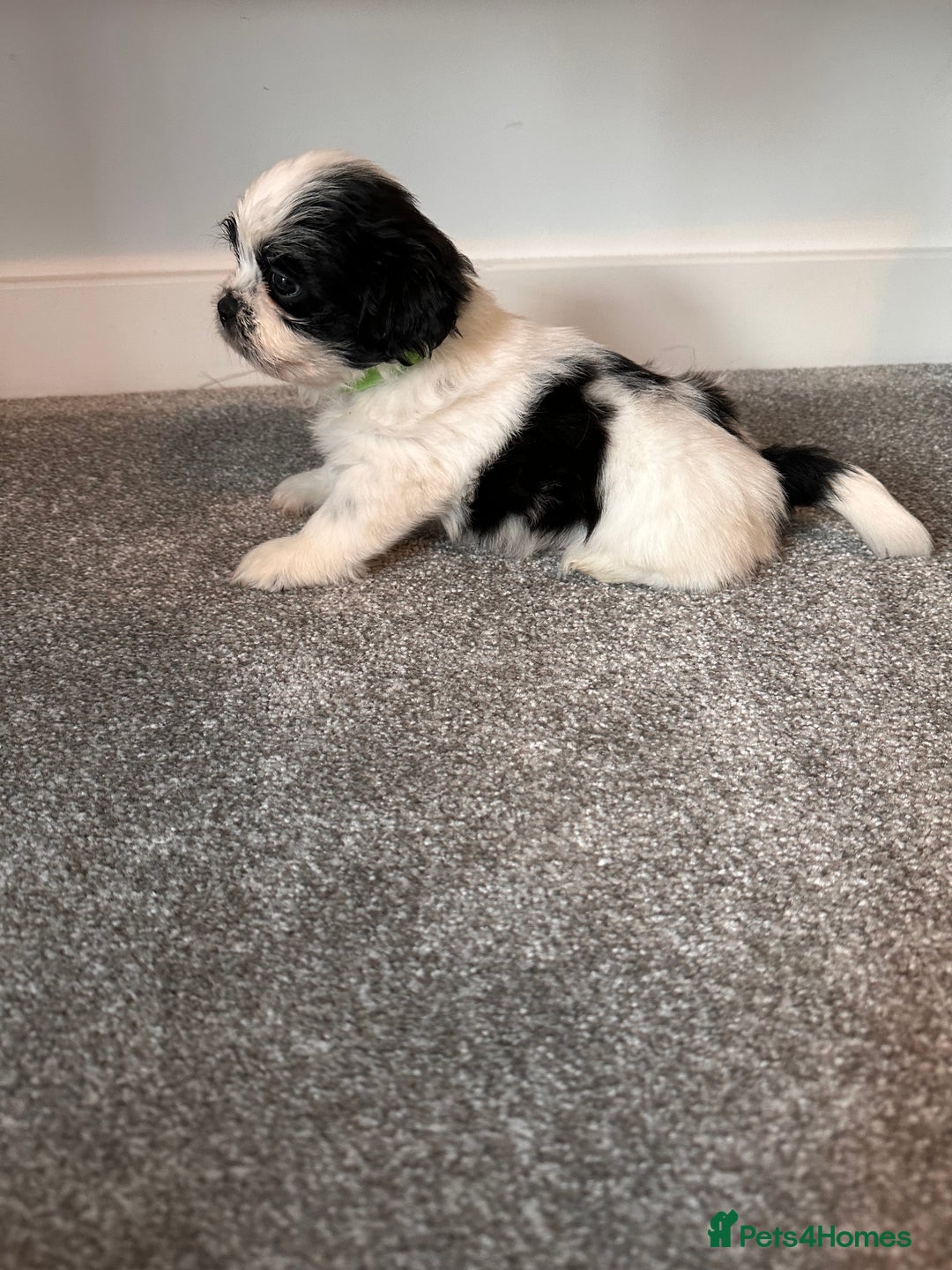 Shih Tzu dogs for sale: 5 gorgeous Shih Tzu puppies - Image 11