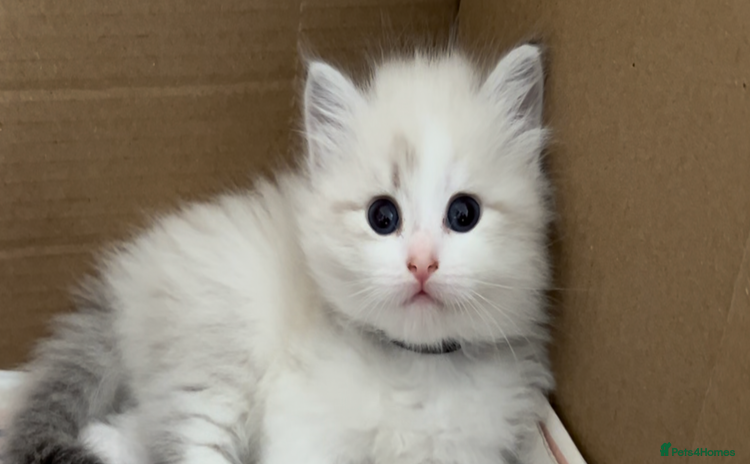Siberian cats - Advert 13