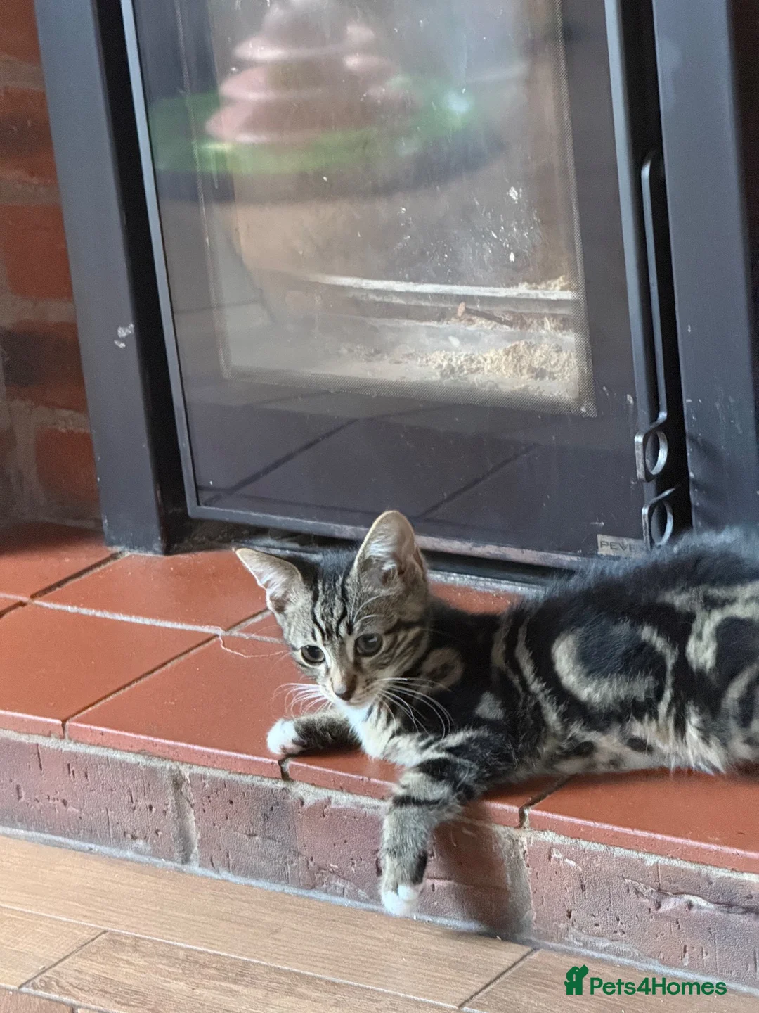 Mixed Breed cats for sale: Male kitten  - Advert 8