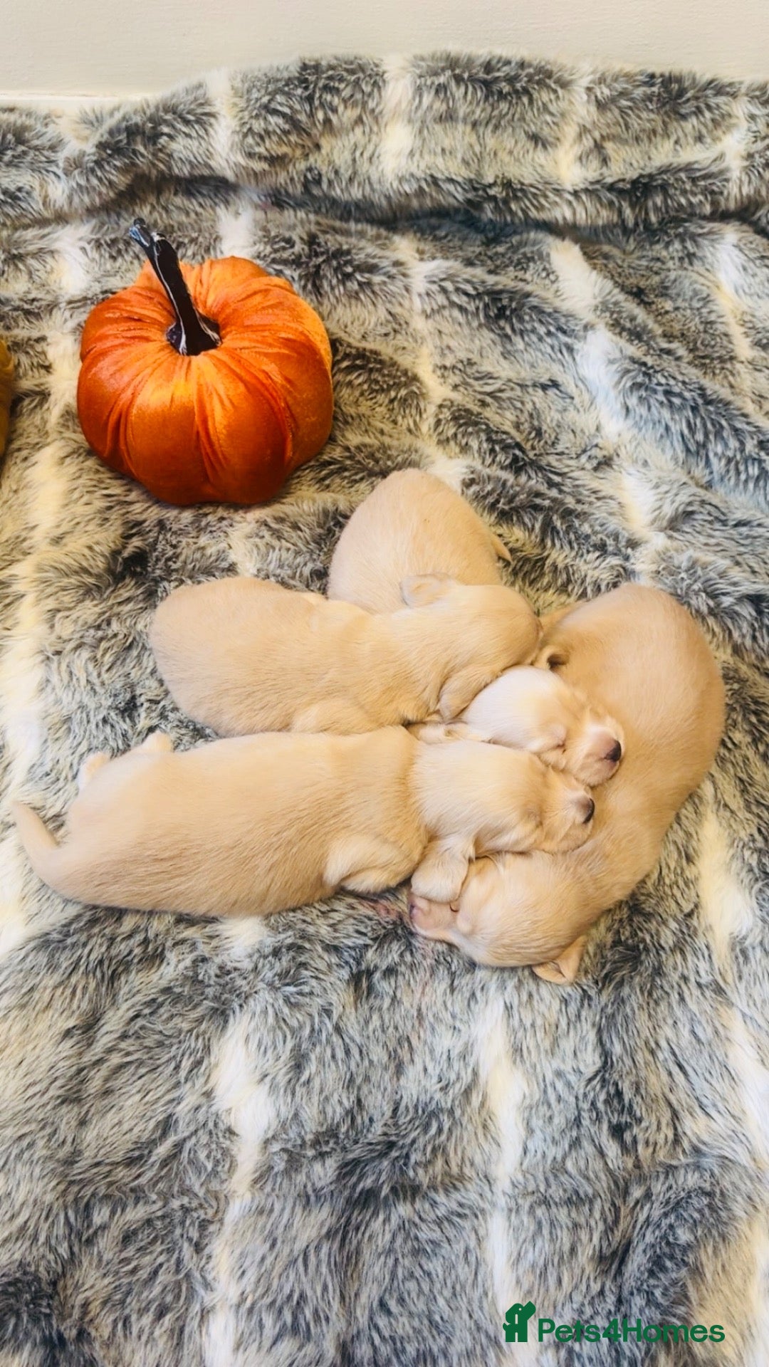 Miniature Dachshund dogs Cream Long-hair Minuature Dachshunds - Advert 2