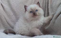 Ragdoll cats for sale: GCCF PET/ACTIVE KITTENS CHAMPION IMP BLOODLINES - Image 36