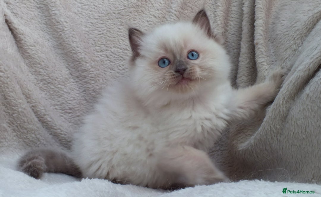 Ragdoll cats for sale: GCCF PET/ACTIVE KITTENS CHAMPION IMP BLOODLINES - Image 36