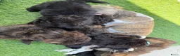 Shihpoo dogs for sale: 3 ShihPoo Boys  - Advert 11