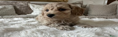 Maltipoo Puppy 1