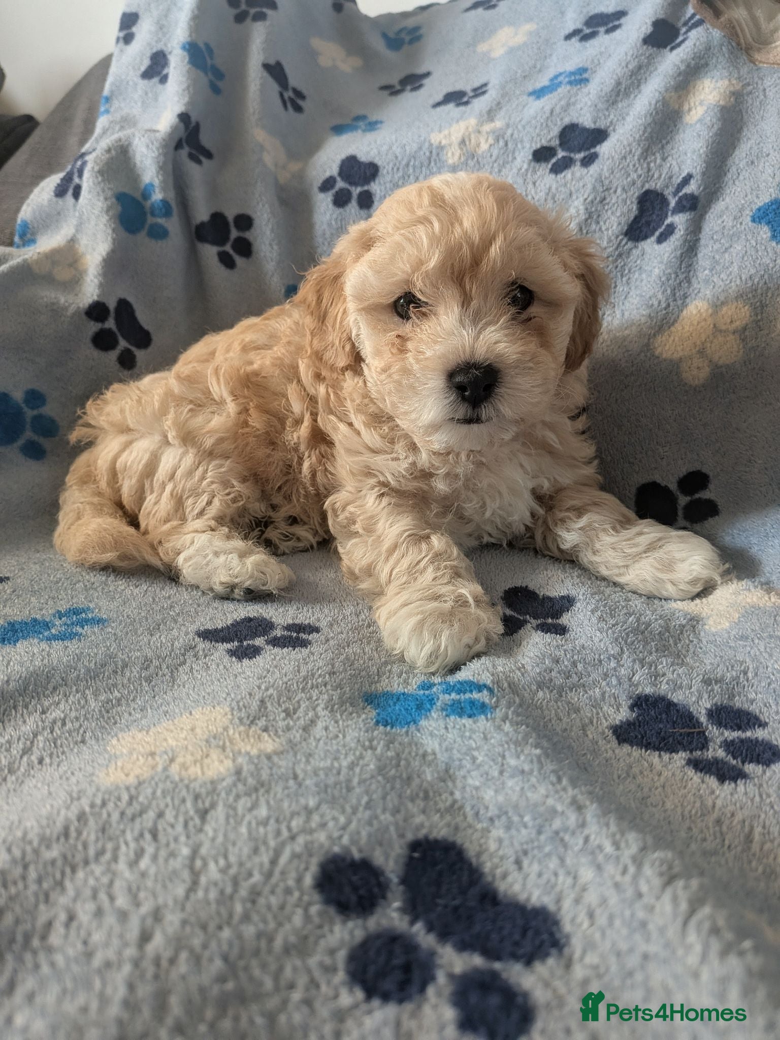 Maltipoo dogs Maltipoo - Advert 12