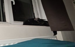British Shorthair cats for sale: Looking for a good home  - Image 3