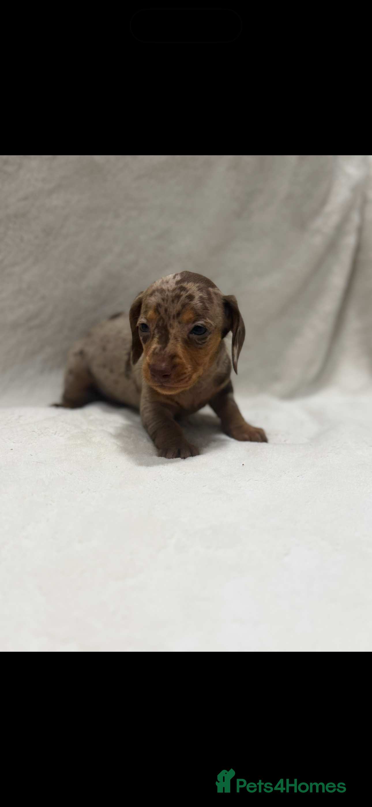 Miniature Dachshund dogs 💫Miniature dachshund puppies 💫 - Advert 9