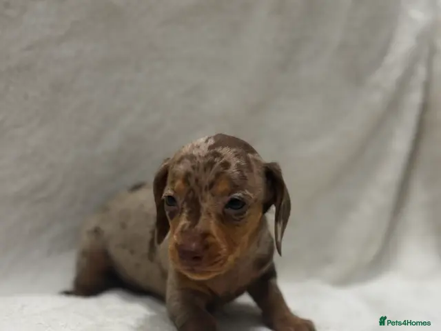 Miniature Dachshund dogs 💫Miniature dachshund puppies 💫 - Advert 6