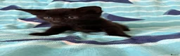 Mixed Breed cats for sale: 2 kittens left! - Advert 15