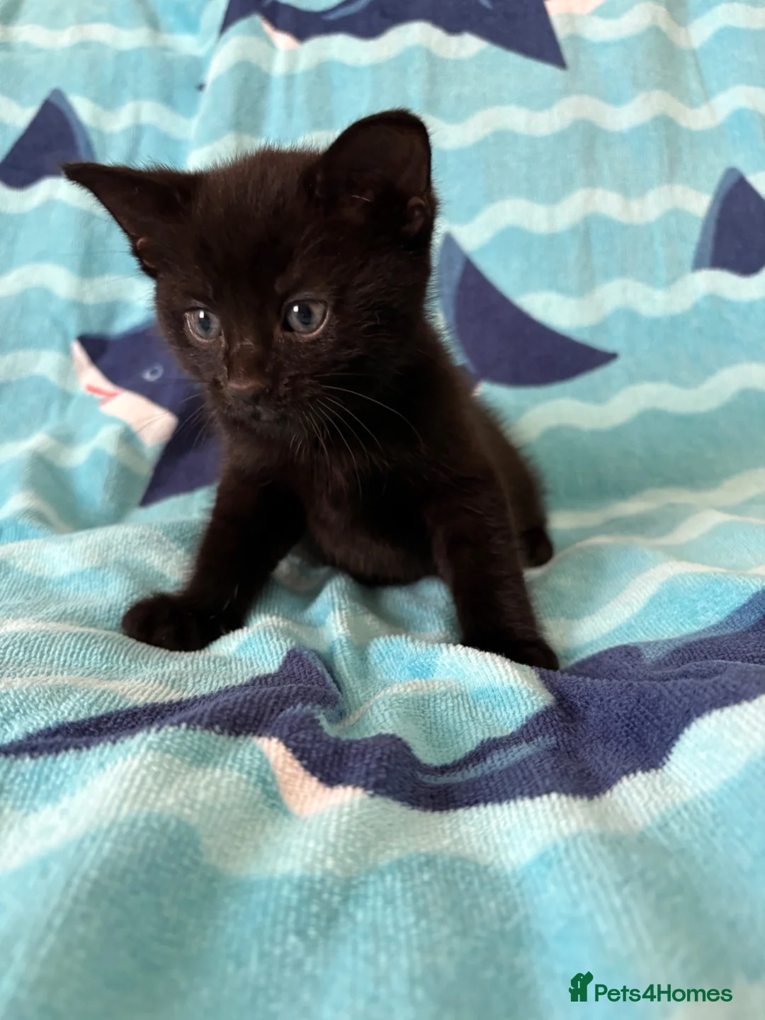 Mixed Breed cats for sale: 2 kittens left! - Advert 15