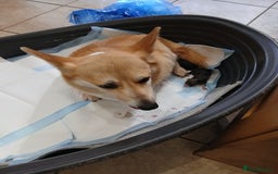 Welsh Corgi Pembroke dogs for sale: Beautiful corgis - Image 7