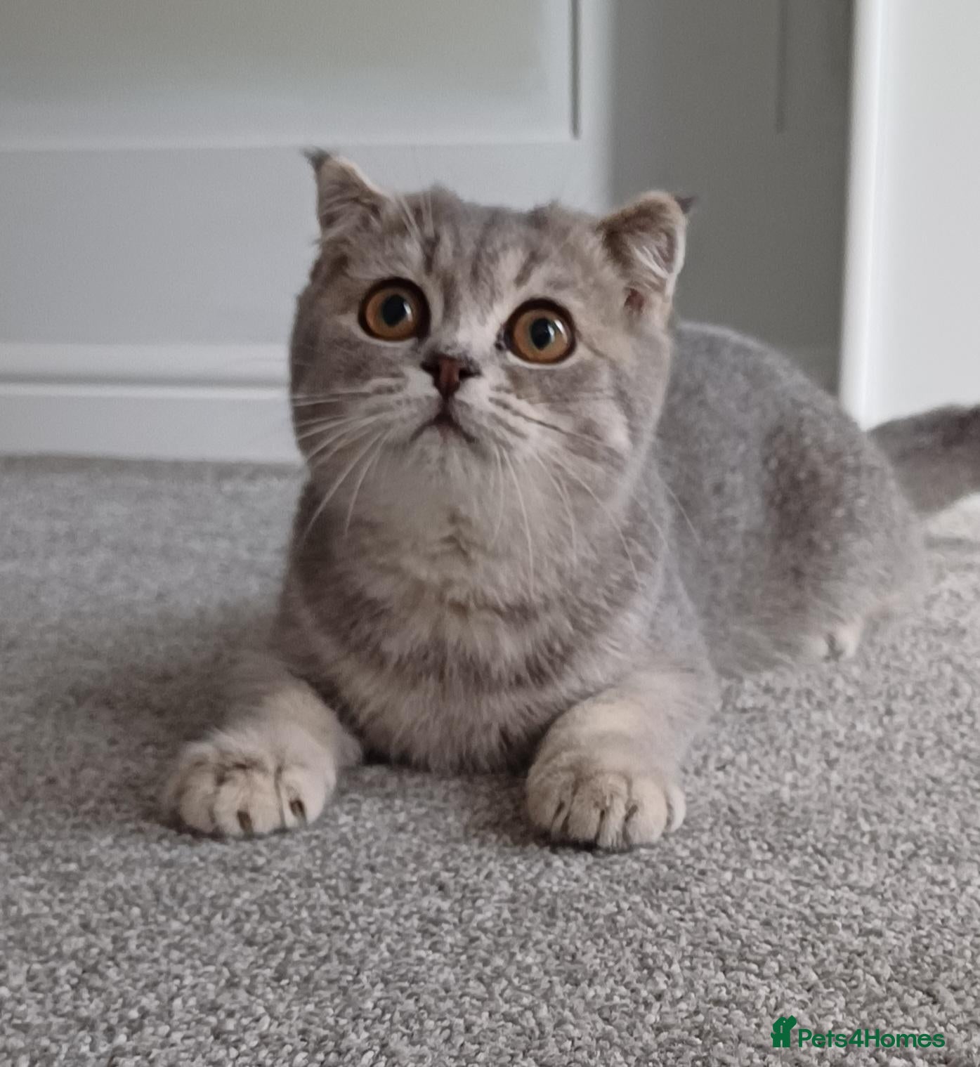 Scottish Fold cats TICA affectionate Inoculated Scottish fold  - Advert 1
