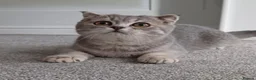 Scottish Fold cats for sale: TICA affectionate Inoculated Scottish fold  - Advert 1