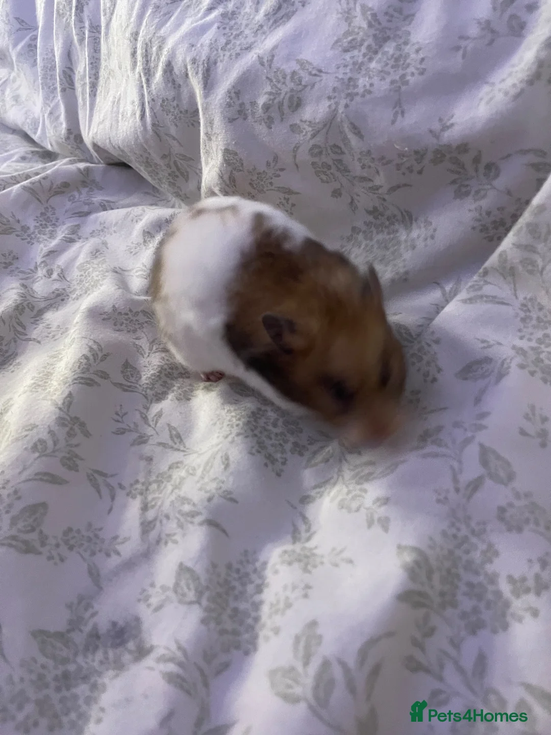 Hamster rodents for sale: Syrian Hamster in Wisbech - Advert 1