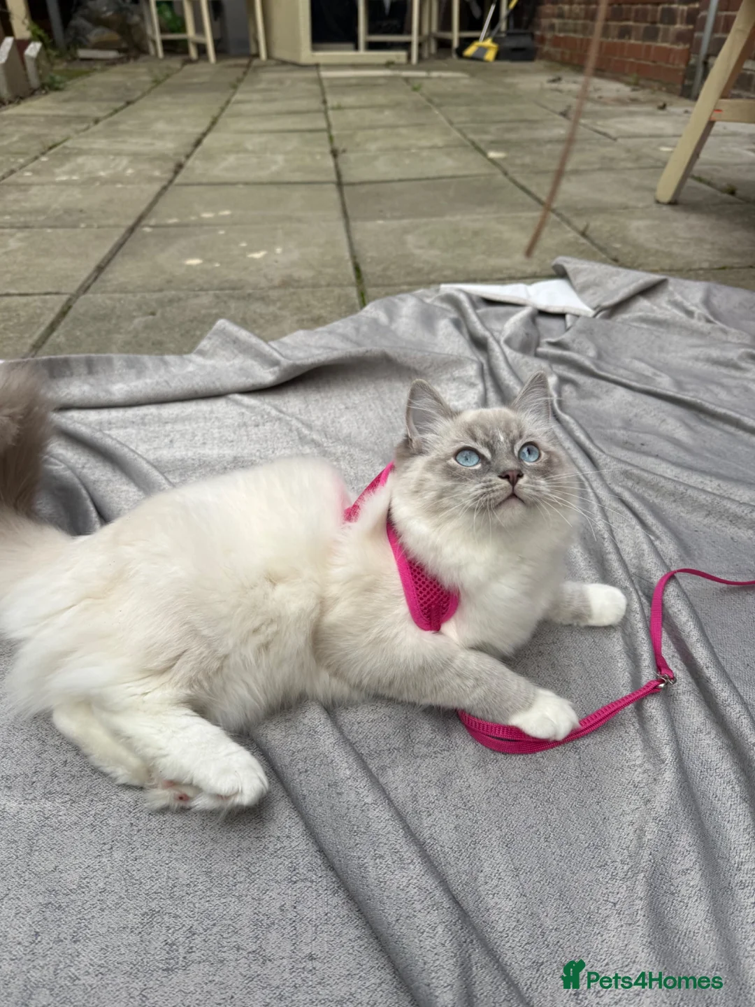 Ragdoll cats for sale: 4 Ragdoll Tabby Kittens in London - Advert 1