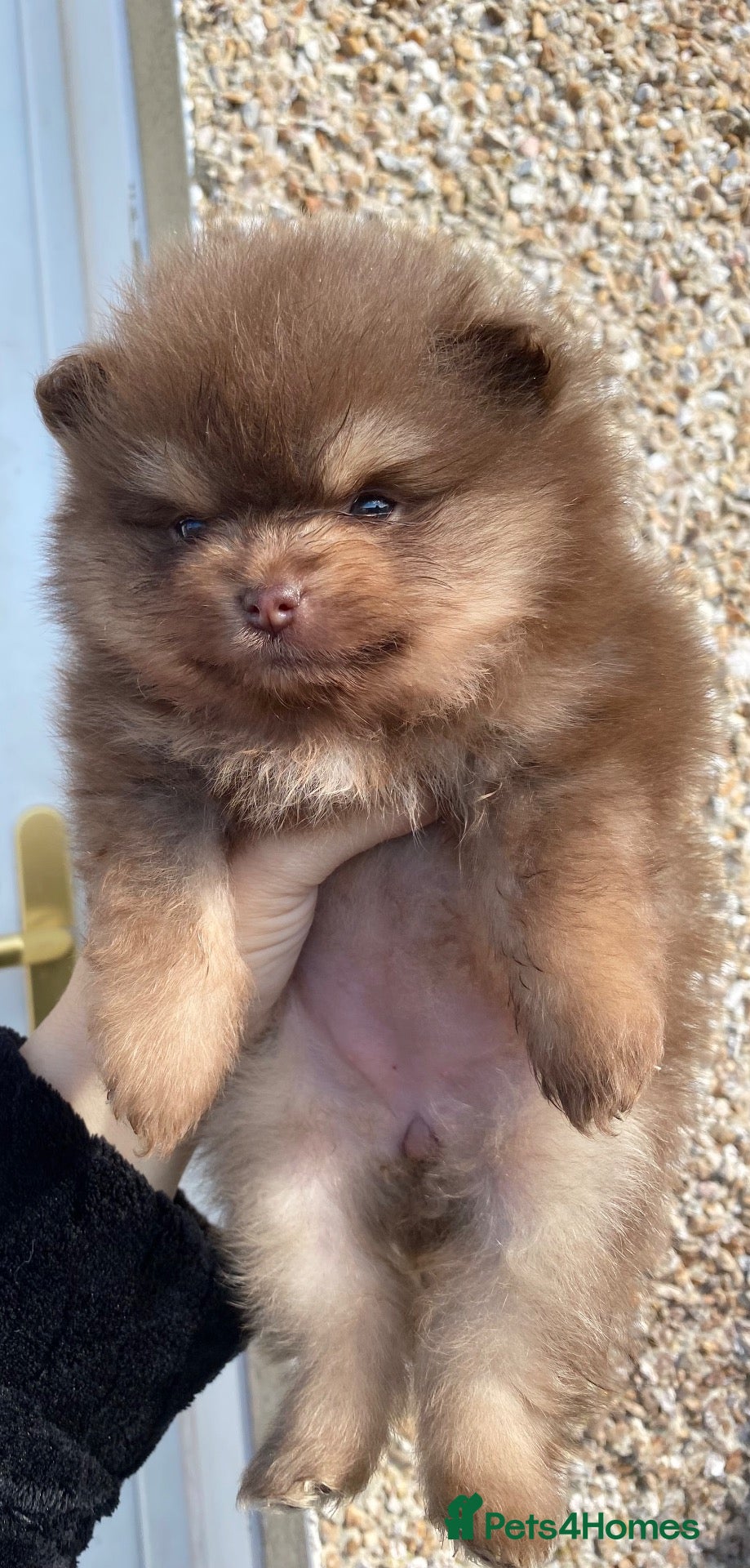Pomeranian dogs 🐻 TEDDY BEAR POMERANIAN PUPPYS 🐻 - Advert 3