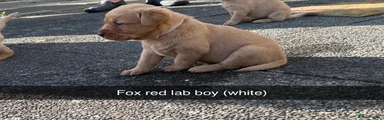 Labrador Retriever 2