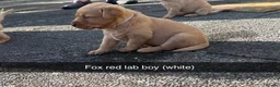 Labrador Retriever dogs for sale: Fox red Labrador puppies  - Advert 6