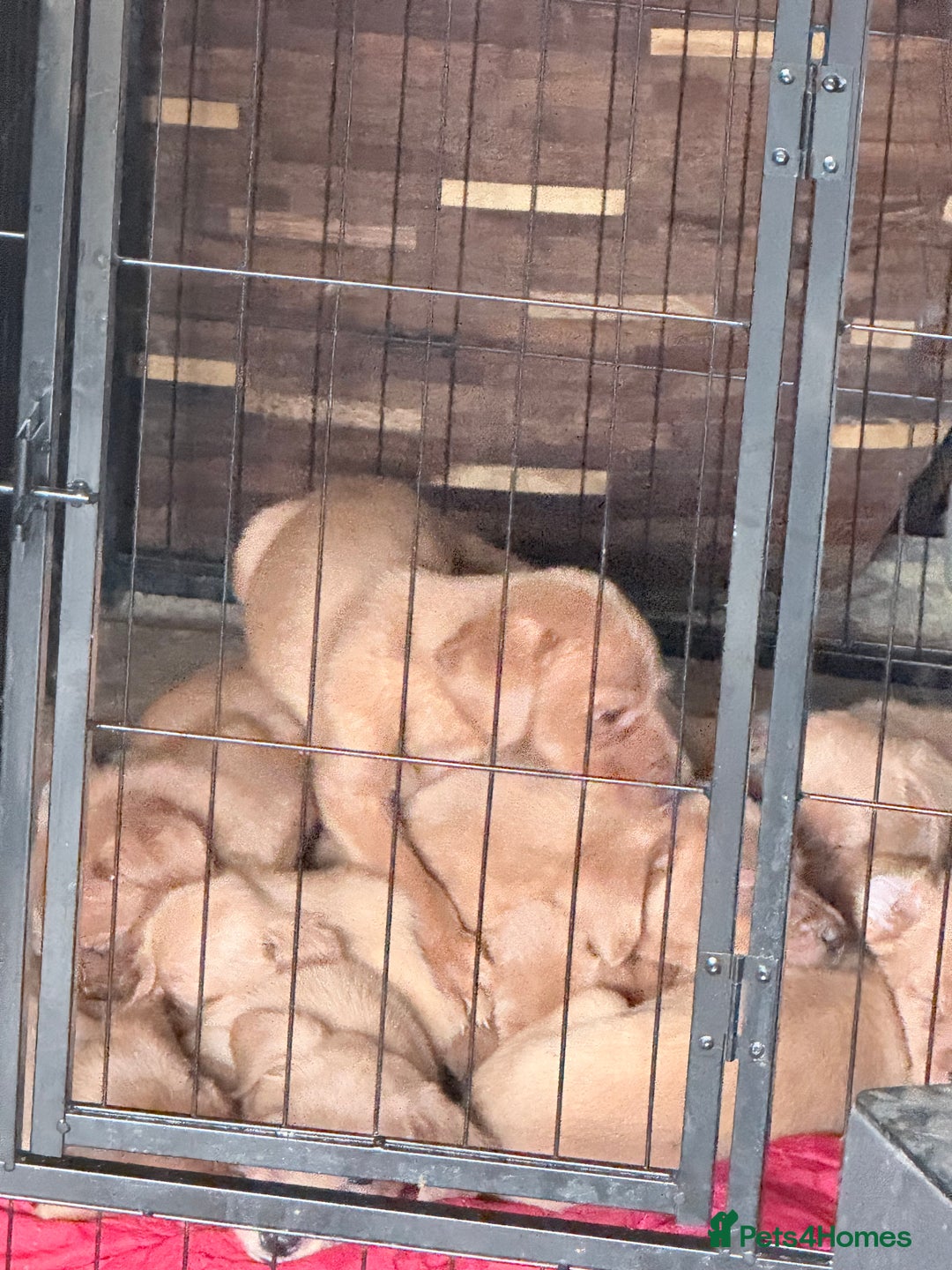 Labrador Retriever dogs for sale: KC Breeder Fox Red Labrador Puppies for sale. - Advert 7