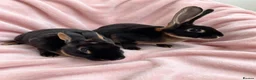 Rex rabbits for sale: Pair of mini rex babies - Advert 6