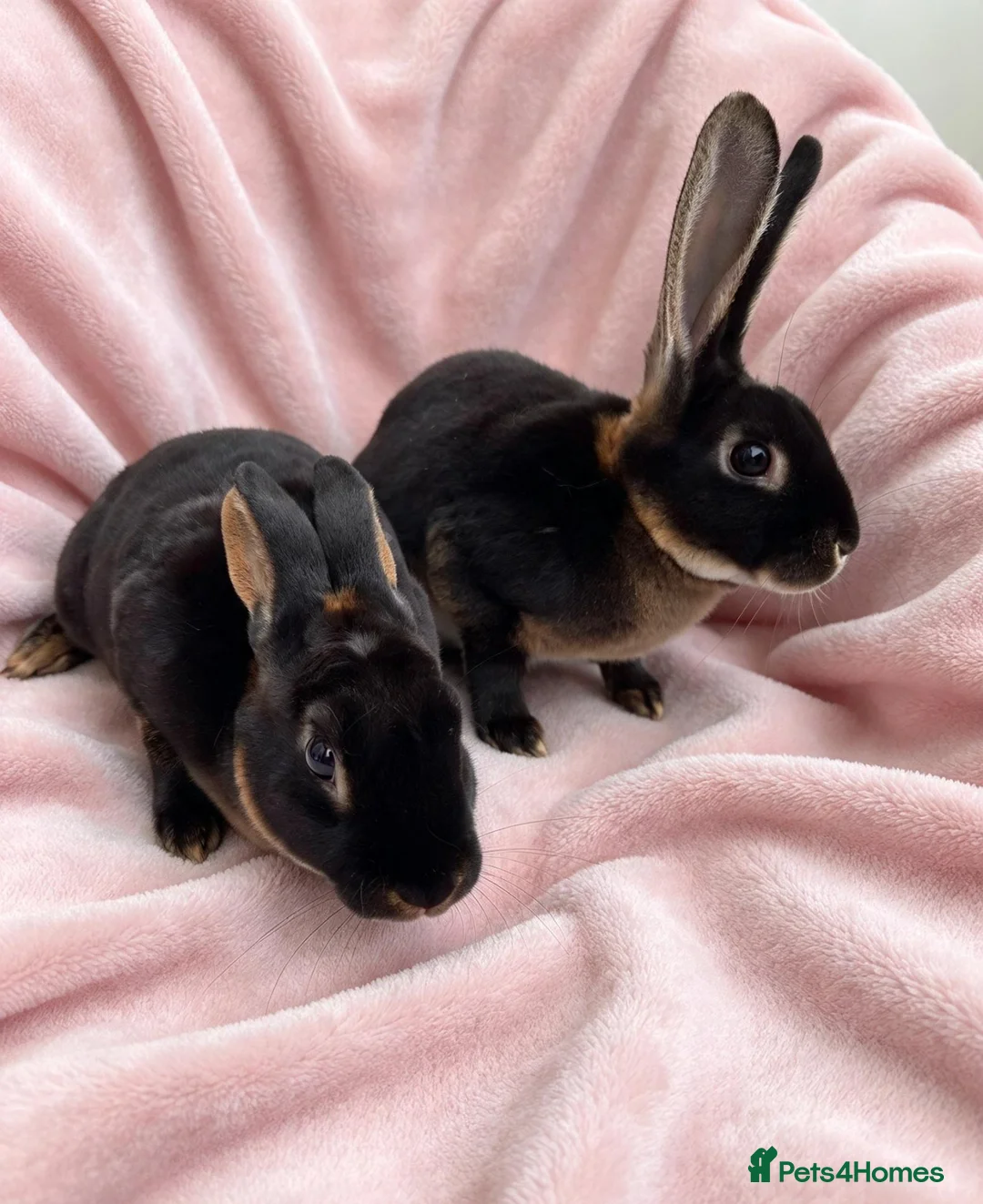 Rex rabbits for sale: Pair of mini rex babies - Advert 6