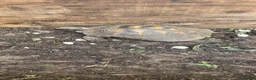 Tortoise reptiles for sale: Spur Thigh Tortosie in Beaconsfield - Advert 3