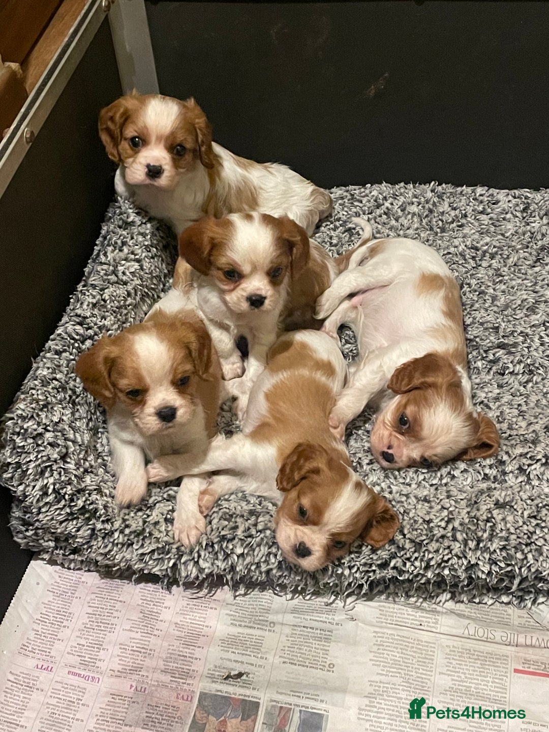 Cavalier King Charles Spaniel dogs for sale: Gorgeous Cavalier King Charles puppies - Image 2