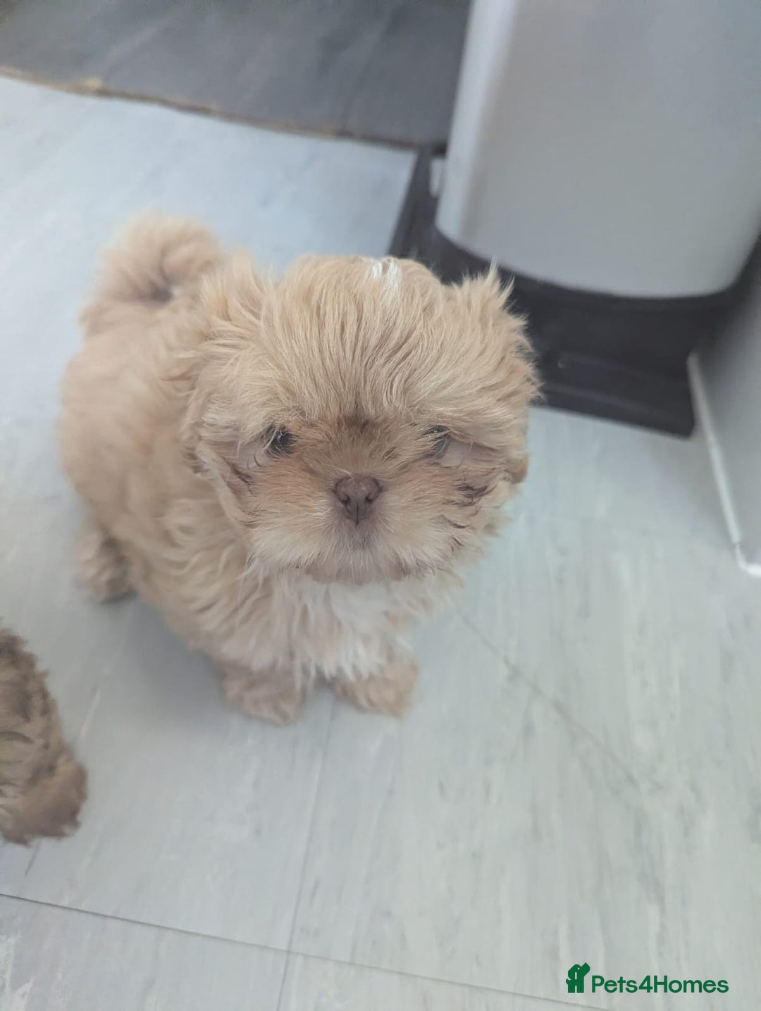 Shih Tzu dogs for sale: Imperial shih-tzus - Advert 18