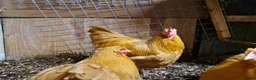 Chickens poultry for sale: Buff Orpingtons for sale - Advert 5