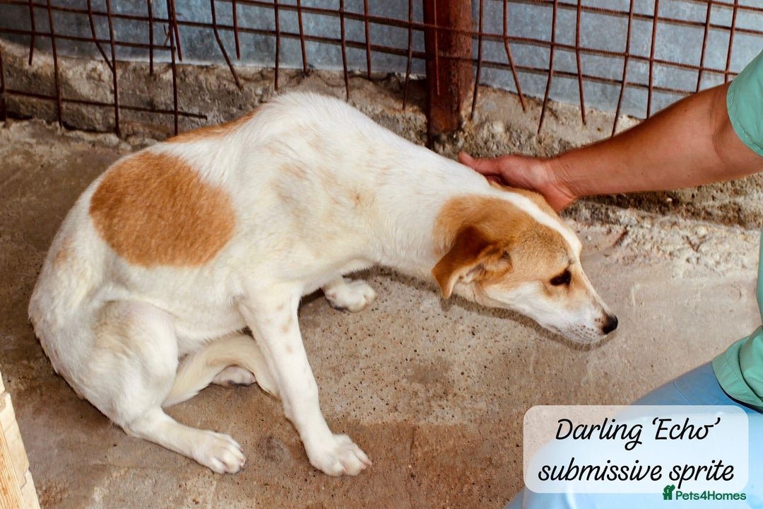 Mixed Breed dogs for adoption: Echo, 1 yr old approx. Available for adoption. - Image 8