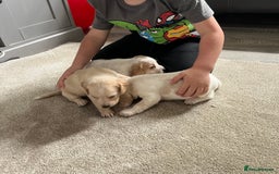 Bocker dogs for sale: Beautiful bocker/beagle puppies - Image 8