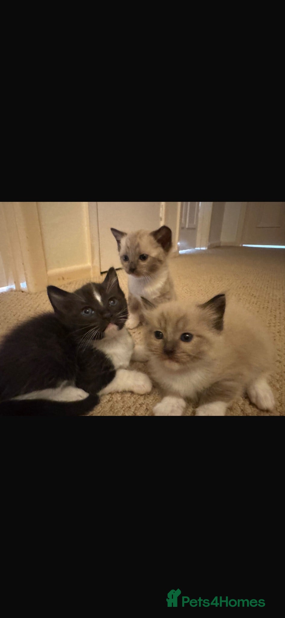 Mixed Breed cats Ragdoll X Bengal kittens - Advert 1
