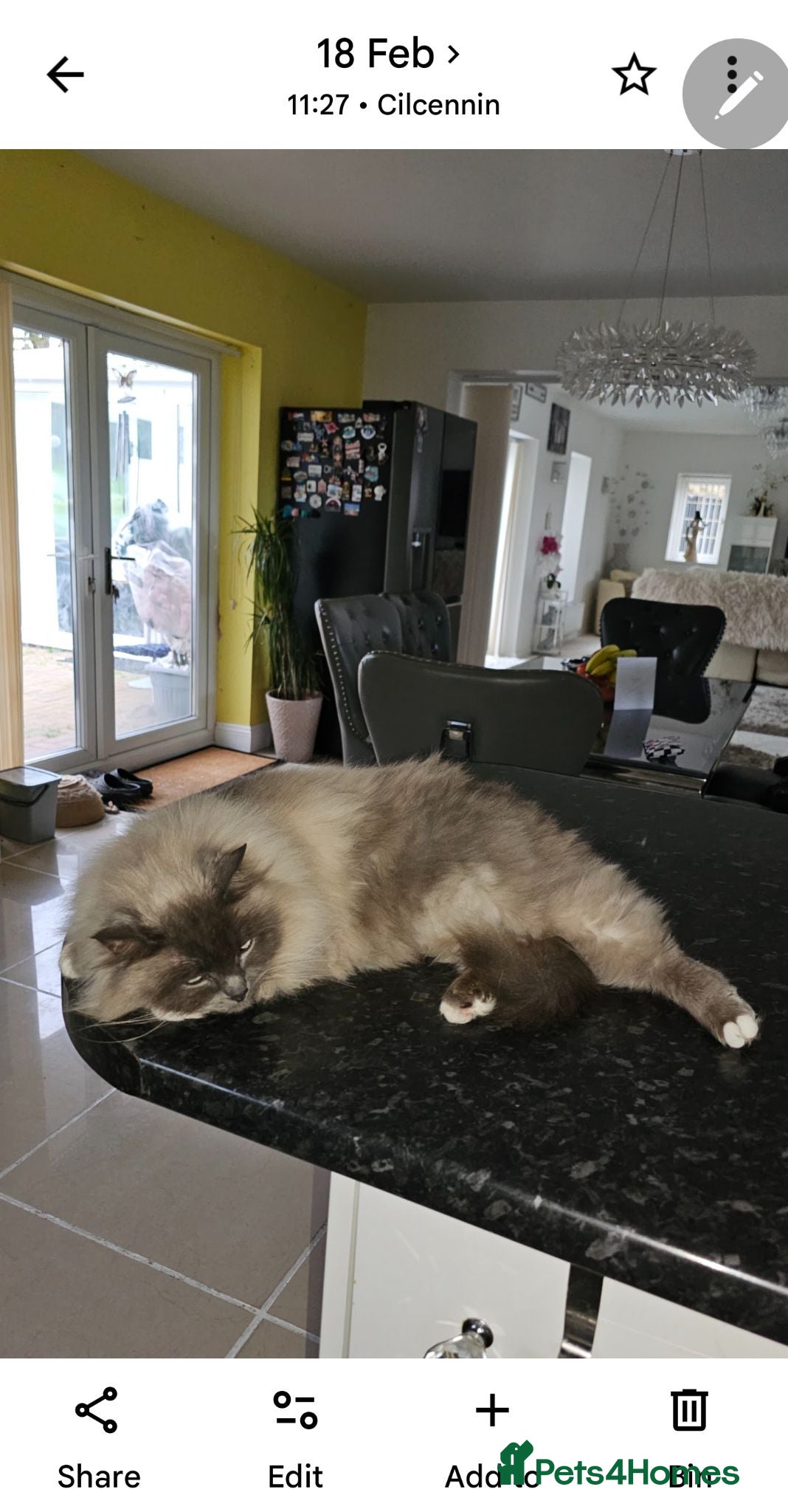 Ragdoll cats Beautiful Mischievous Ragdoll Boys. - Advert 8
