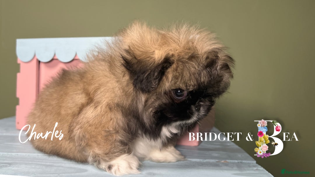 Pekingese dogs for sale: ⭐️QUALITY KC PUPS⭐️ - Advert 3