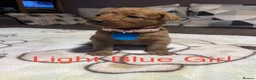 Labradoodle dogs for sale: Labradoodle Fox Red❤️❤️❤️ - Advert 24
