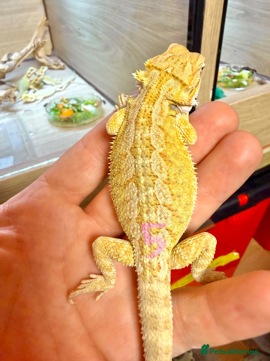Bearded Dragon reptiles for sale: Super Citrus YELLOW US Bloodline  - Advert 1