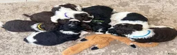 Bernedoodle dogs for sale: F1b health tested bernedoodle pups - Advert 14