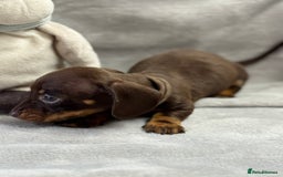 Miniature Dachshund dogs for sale: Miniature dachshund  - Image 22