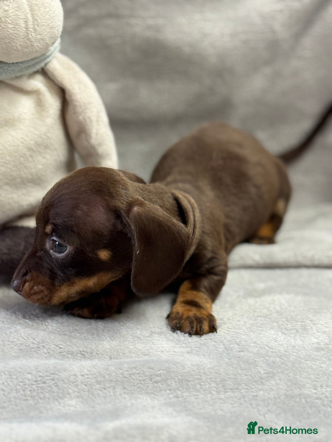 Miniature Dachshund dogs for sale: Miniature dachshund  - Image 22