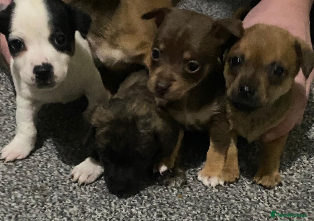 Chihuahua dogs for sale: Beautiful chihuahua puppies for sale  - Advert 8