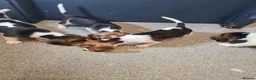 Beagle dogs for sale: 4 beagle puppies - Advert 7