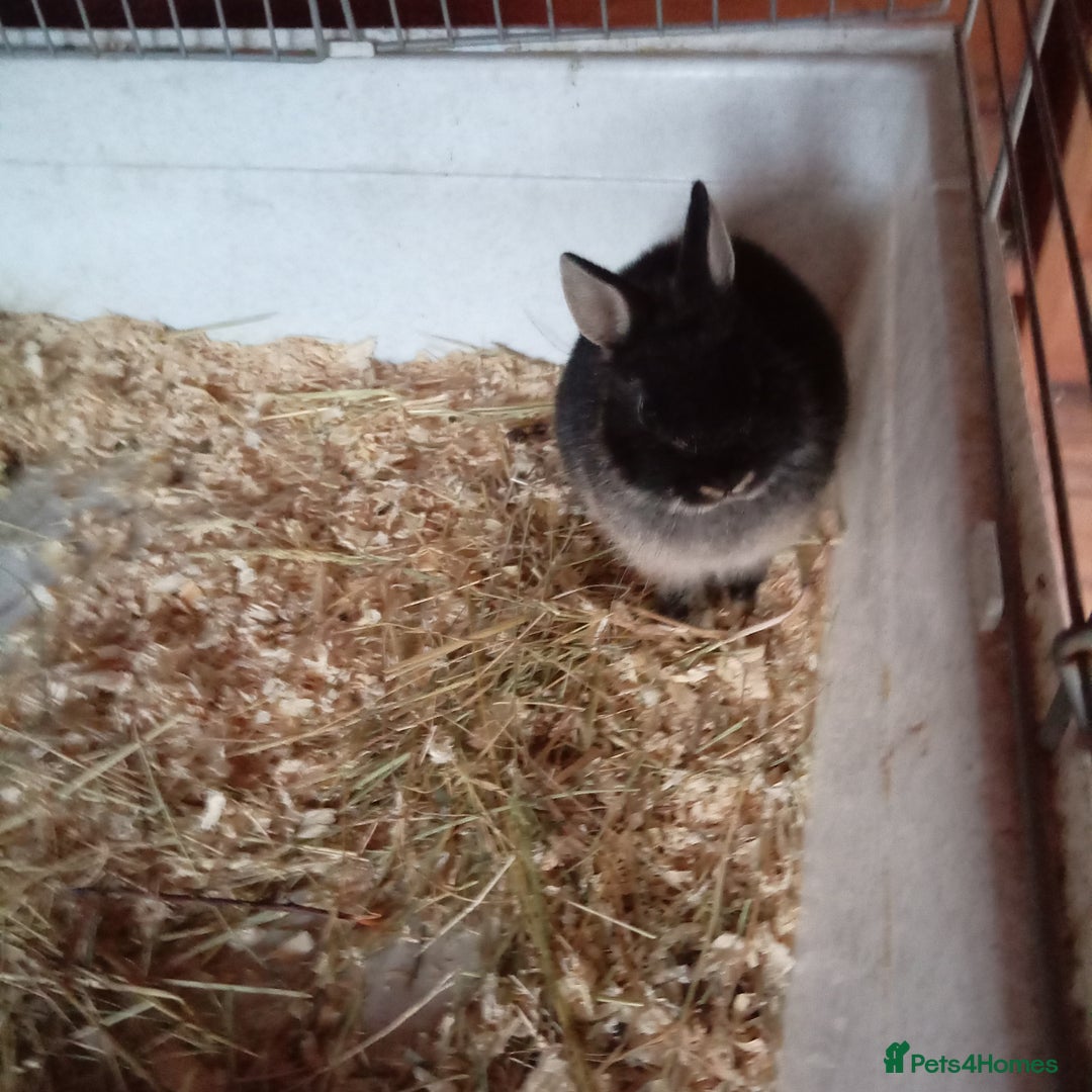 Netherland Dwarf rabbits for sale: Netherland dwarf rabbit  - Image 7