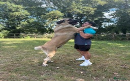 Turkish Kangal dogs for stud: Bruno 'The Kangal King' - Image 1