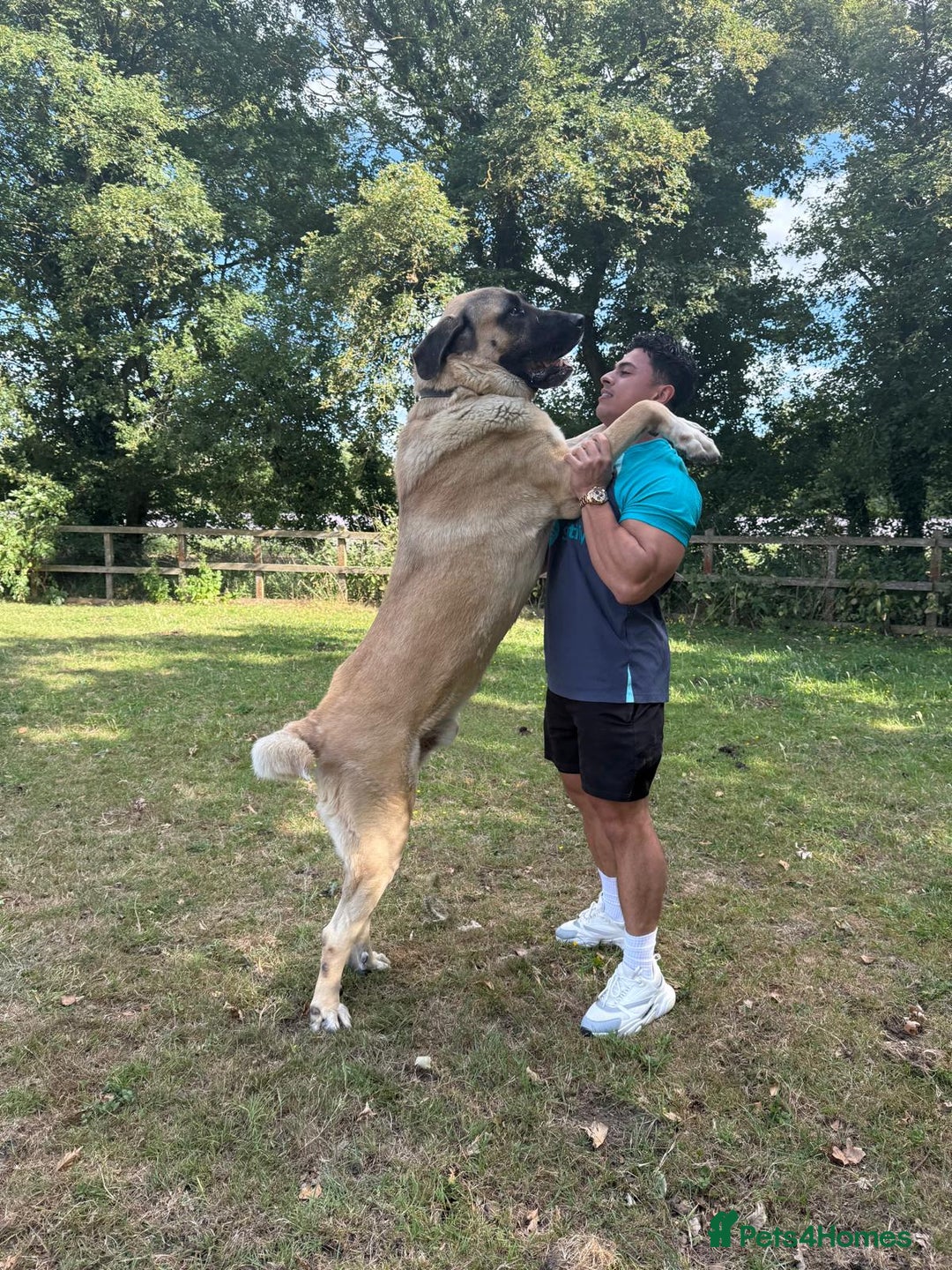 Turkish Kangal dogs for stud: Bruno 'The Kangal King' - Image 1